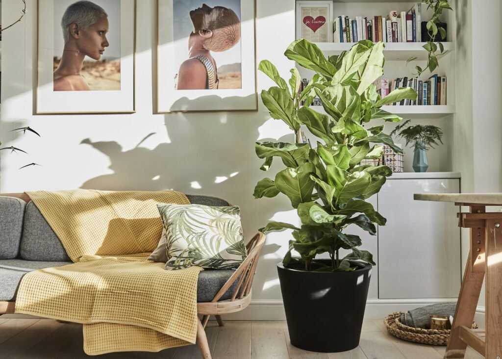 How Do Plants Help Do the Furniture