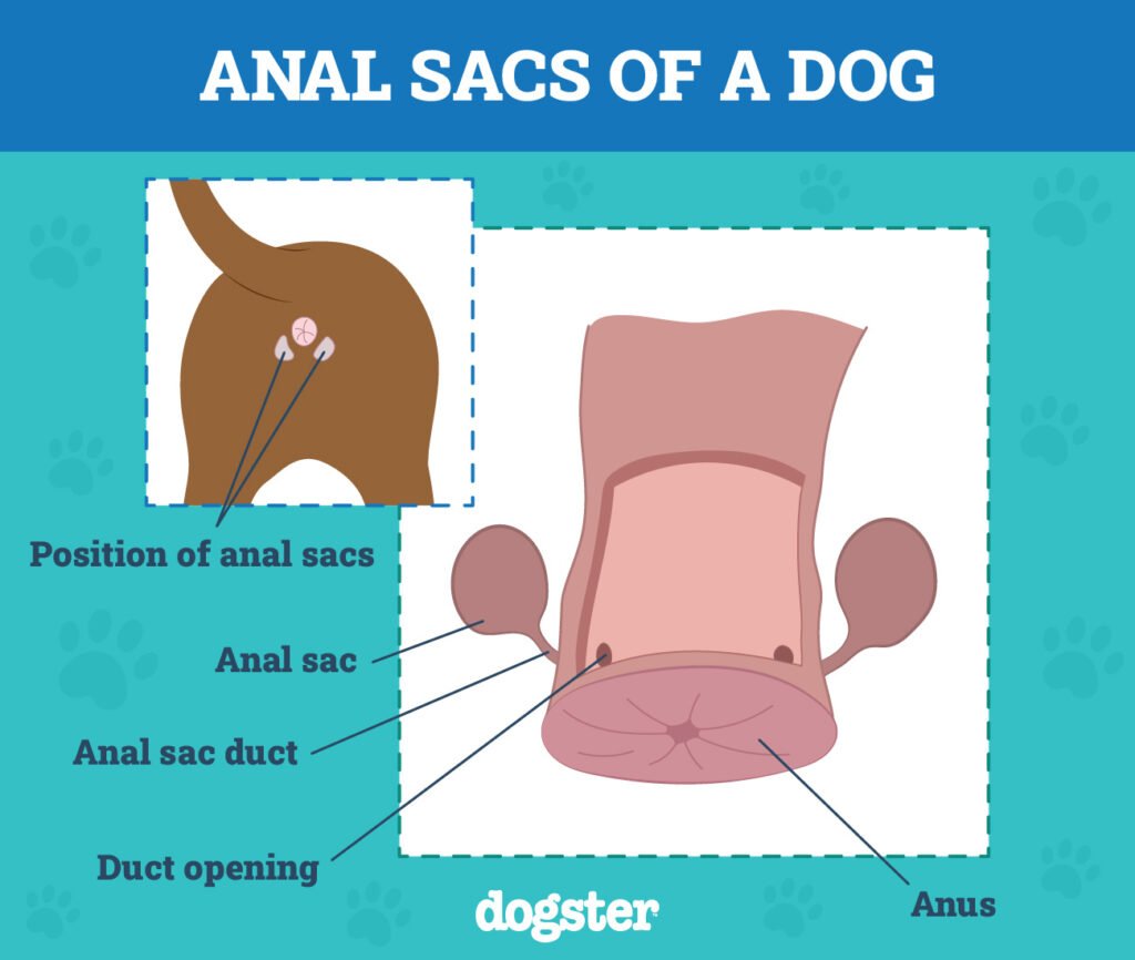 How to Get Rid of Dog Gland Smell on Furniture