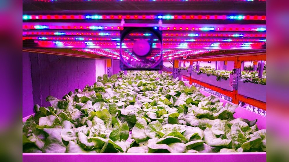 Can Plants Grow in Artificial Light