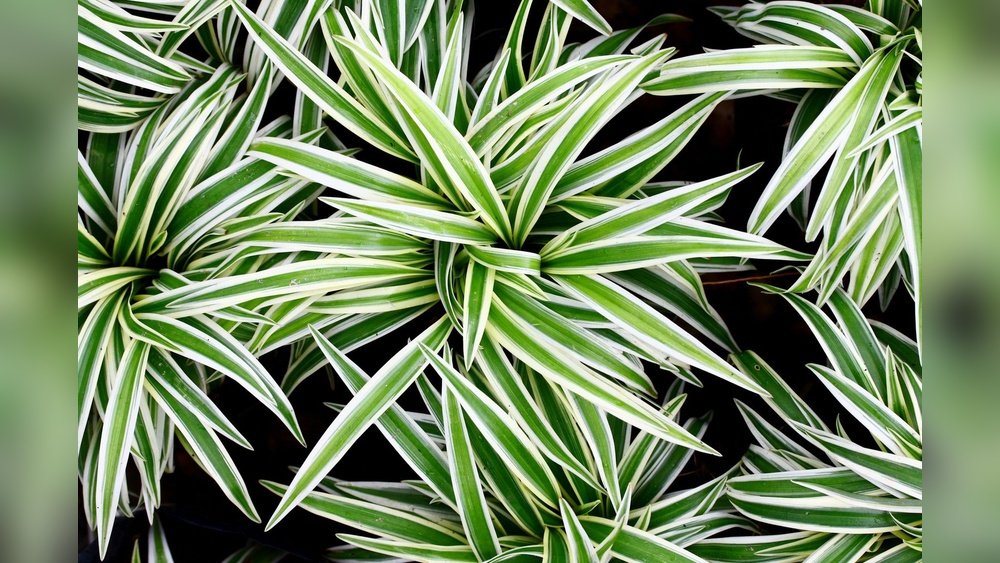 Do Spider Plants Purify the Air