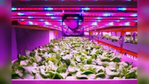 Does Artificial Light Help Plants